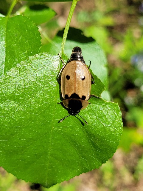 Dendroxena quadrimaculata - négypettyes dögbogár