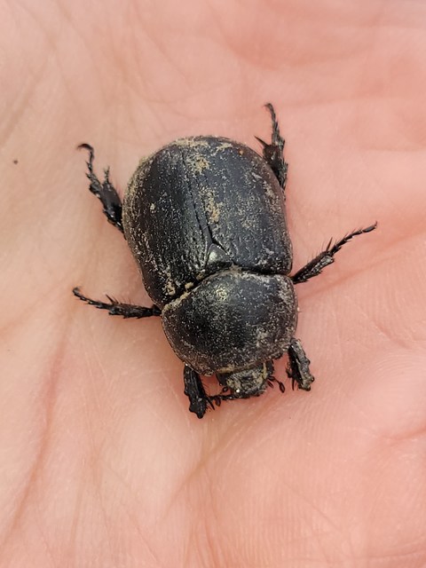 Pentodon idiota - butabogár