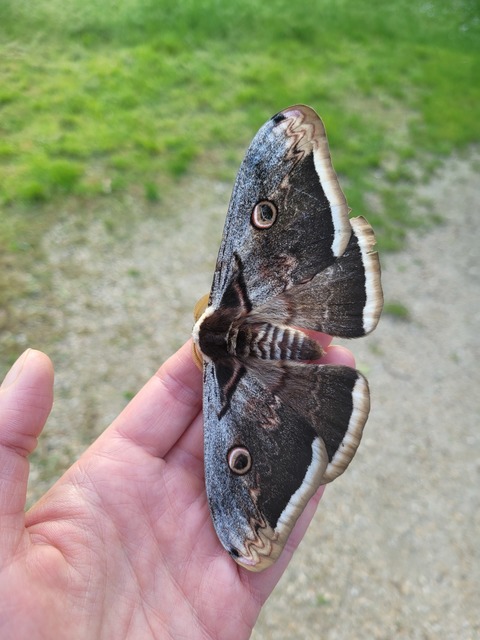 Saturnia pyri - nagy pávaszem