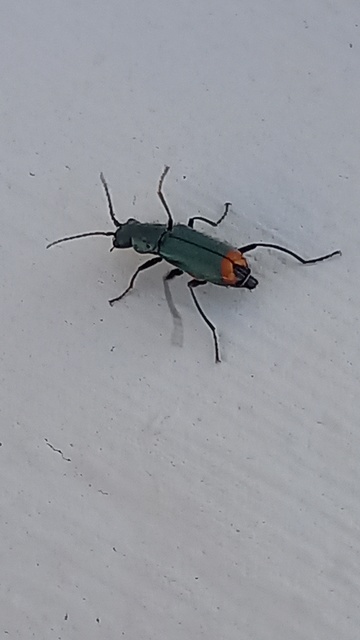 Clanoptilus