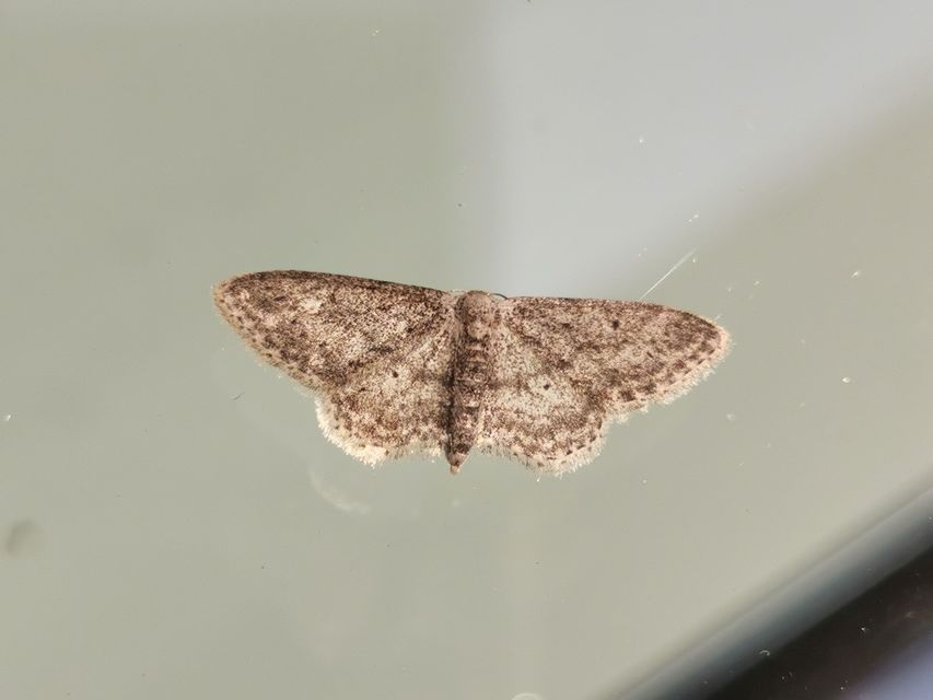 Idaea seriata - szürke apróaraszoló