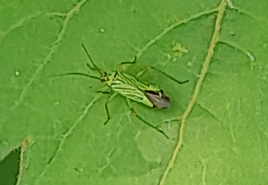 Mermitelocerus schmidtii