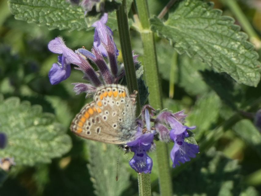 Aricia agestis - szerecsenboglárka