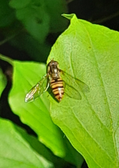 Episyrphus balteatus - ékfoltos zengőlégy