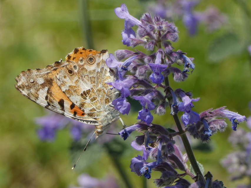 Vanessa cardui - bogáncslepke