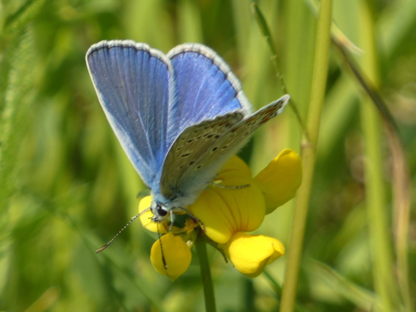 Polyommatus icarus - közönséges boglárka
