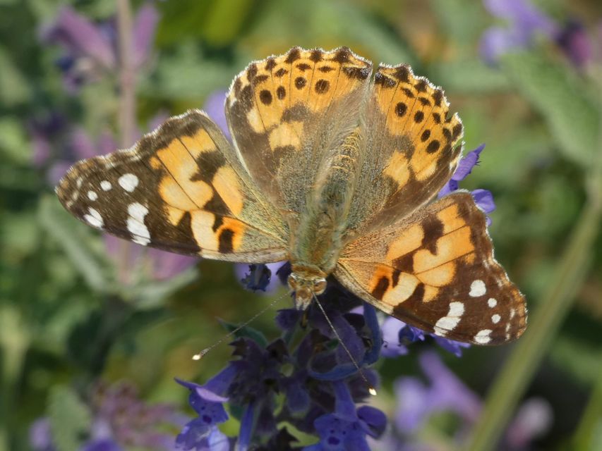 Vanessa cardui - bogáncslepke