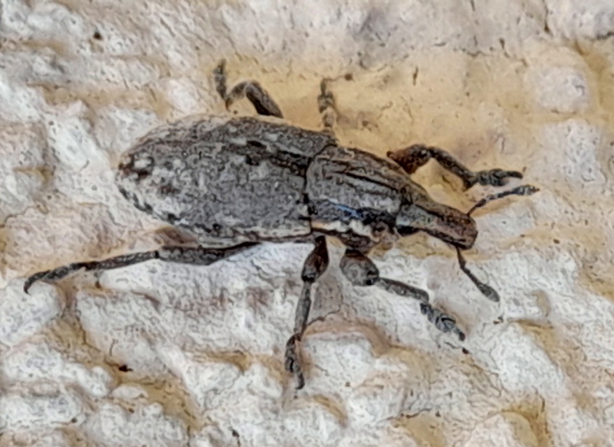 Pseudocleonus cinereus - hamvas barkó