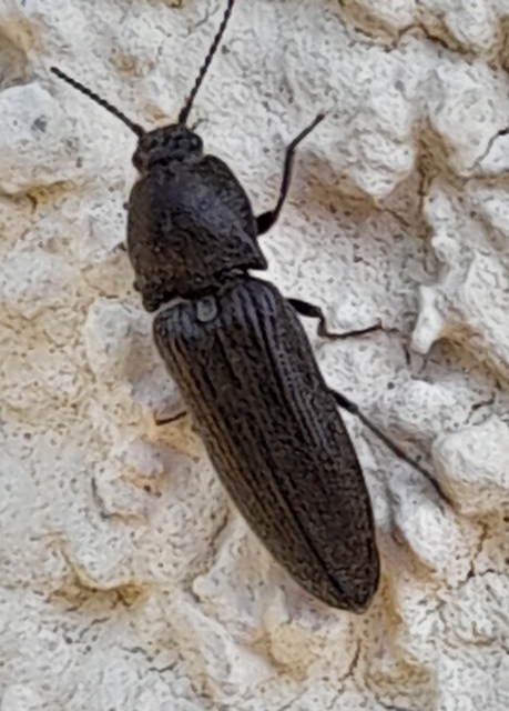 Cidnopus pilosus - szőrös pattanó
