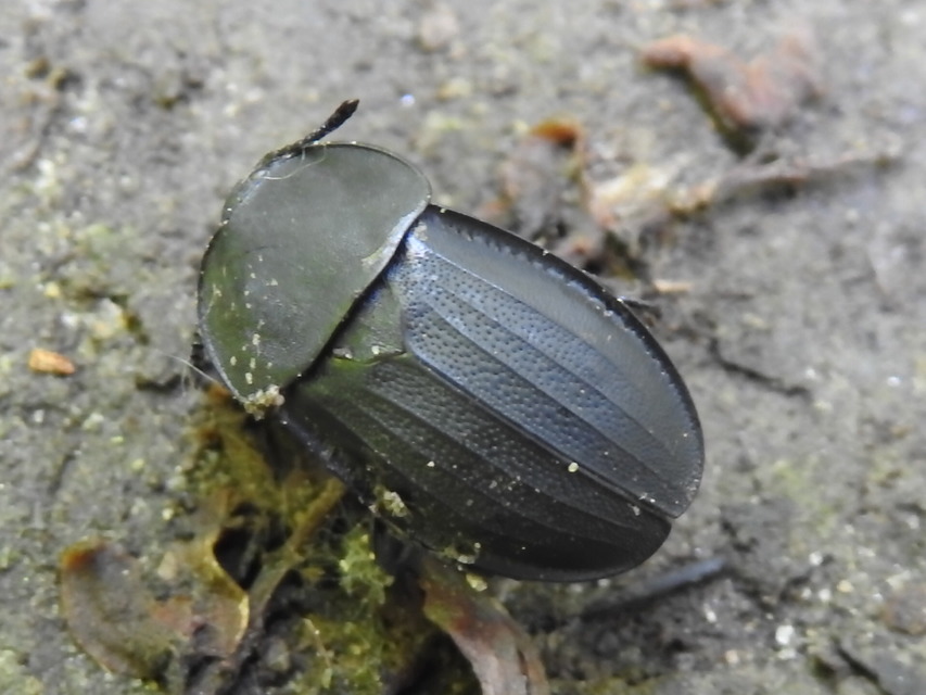 Silpha obscura - közönséges dögbogár