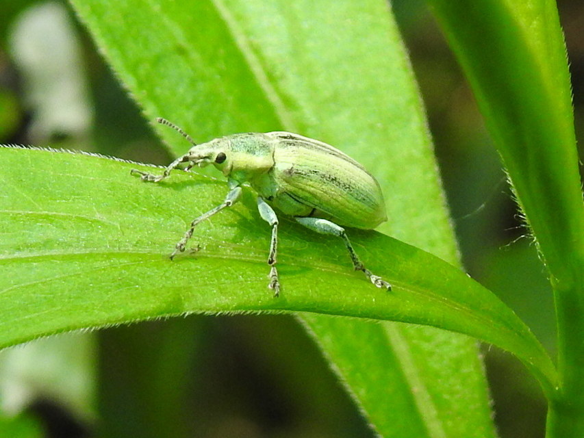 Chlorophanus excisus - kerektorú zöldormányos