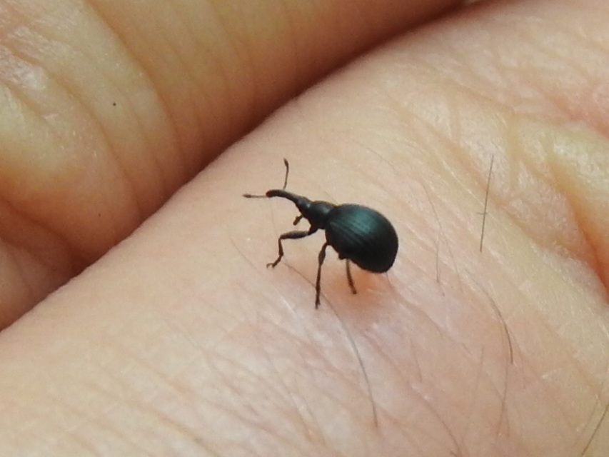 Eutrichapion punctiger - bükkönyrontó cickányormányos