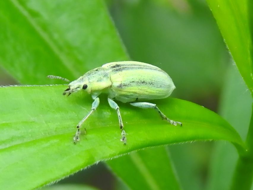 Chlorophanus excisus - kerektorú zöldormányos