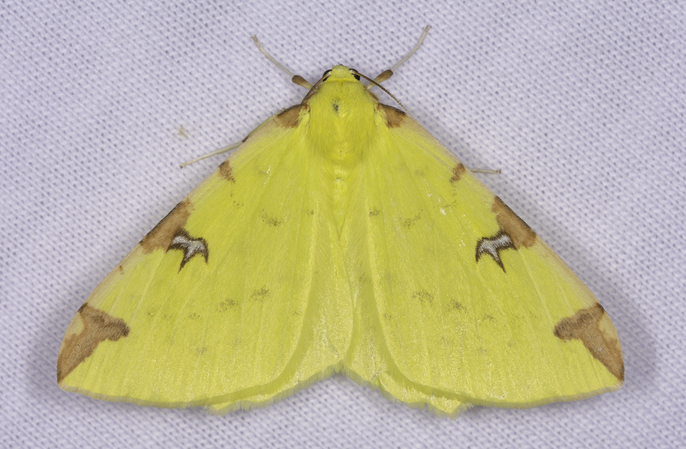 Opisthograptis luteolata - citromsárga araszoló