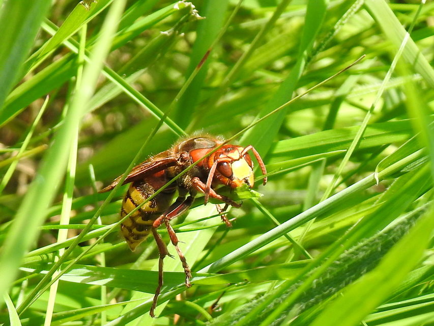 Vespa crabro - lódarázs