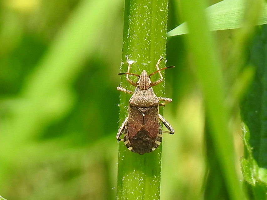 Ceraleptus gracilicornis - tüskéslábú karimáspoloska