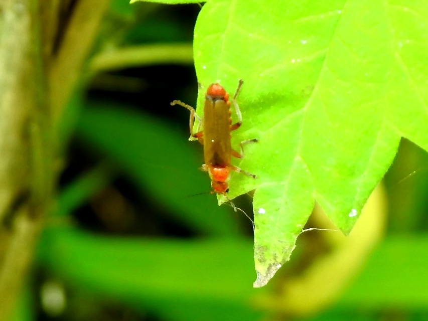 Cantharis pallida