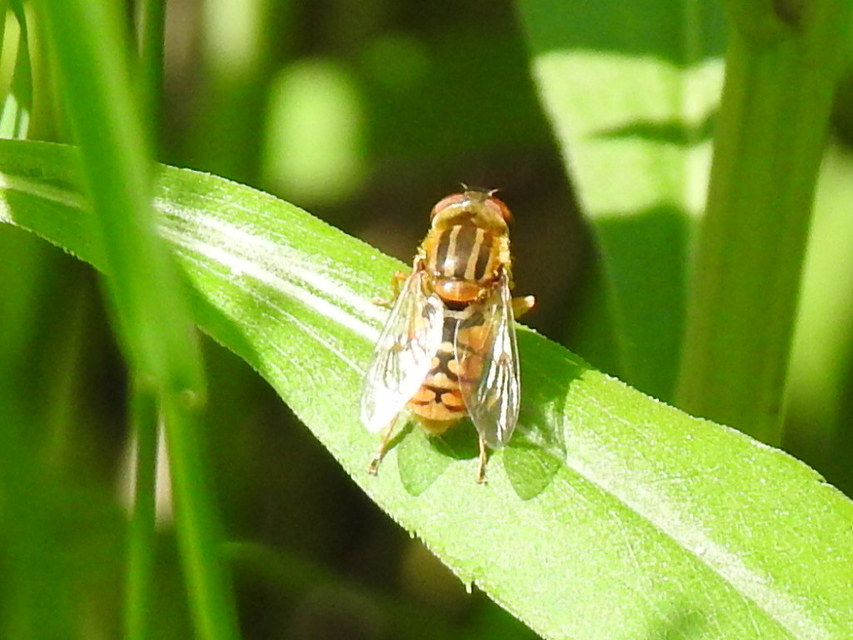 Parhelophilus