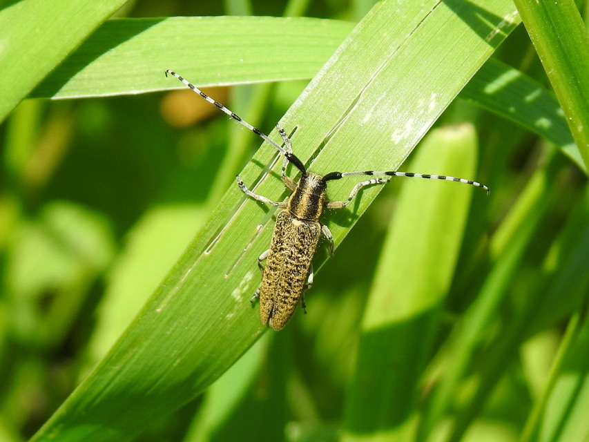 Agapanthia villosoviridescens - fehérgyűrűs bogáncscincér