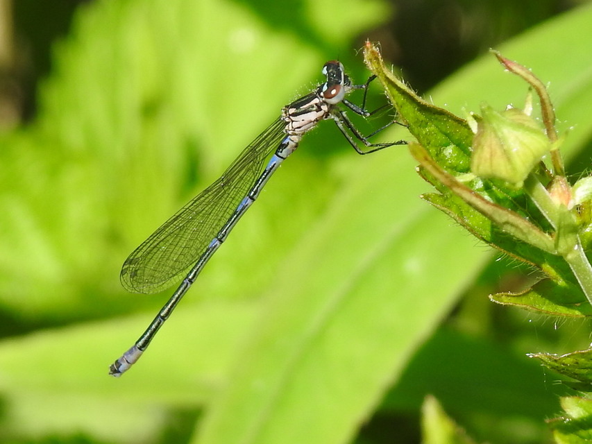 Coenagrion pulchellum - karcsú légivadász