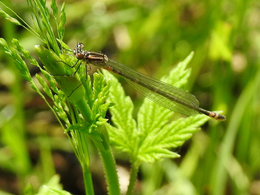 Coenagrion pulchellum - karcsú légivadász