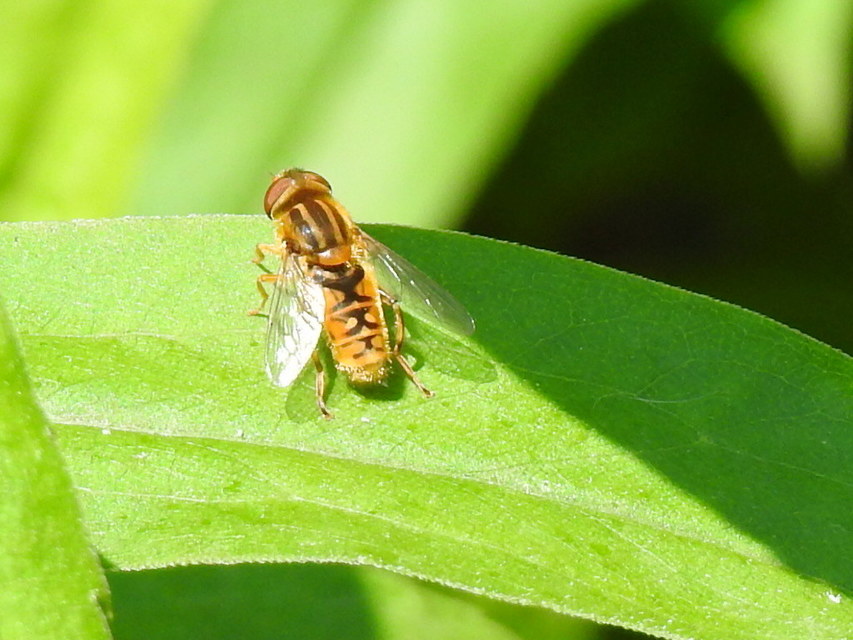 Parhelophilus