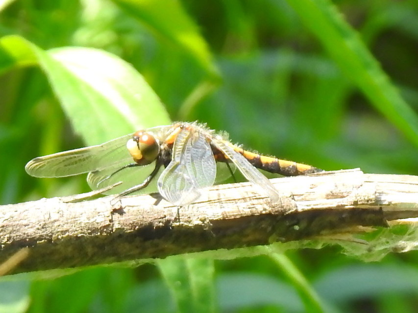Leucorrhinia pectoralis - lápi álarcos-szitakötő