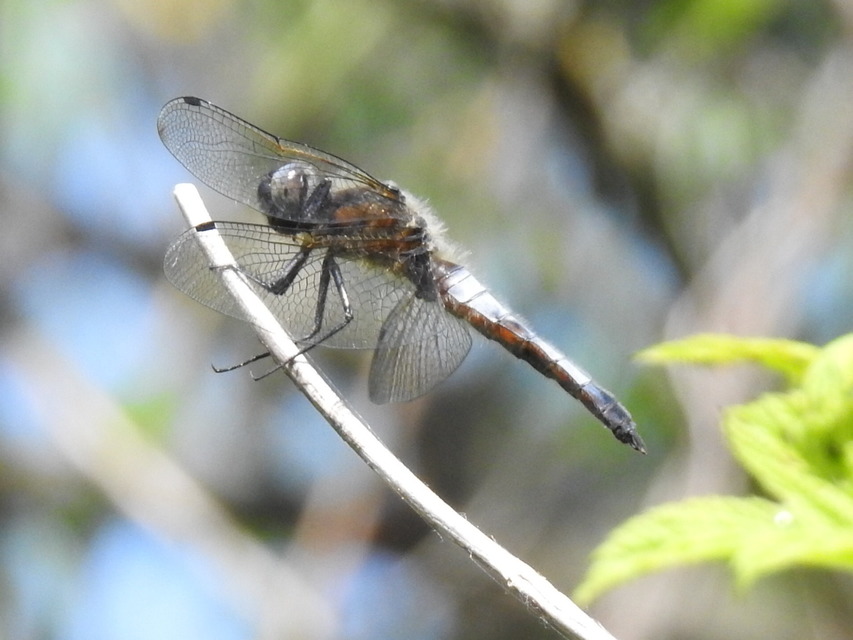 Libellula fulva - kisfoltos laposacsa