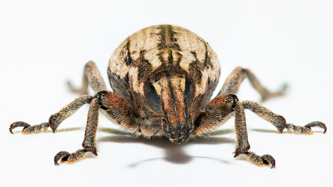 Pseudocleonus cinereus - hamvas barkó