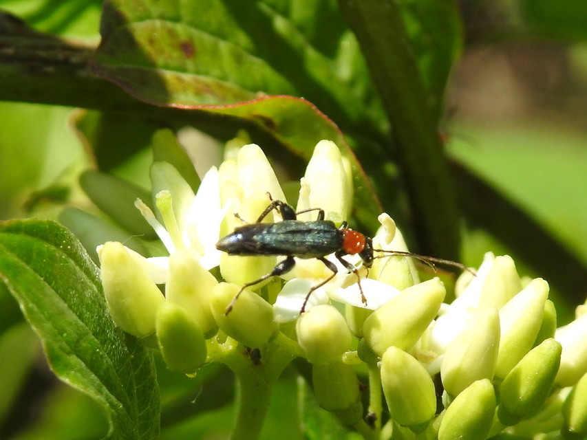 Oedemera croceicollis - pirostorú álcincér