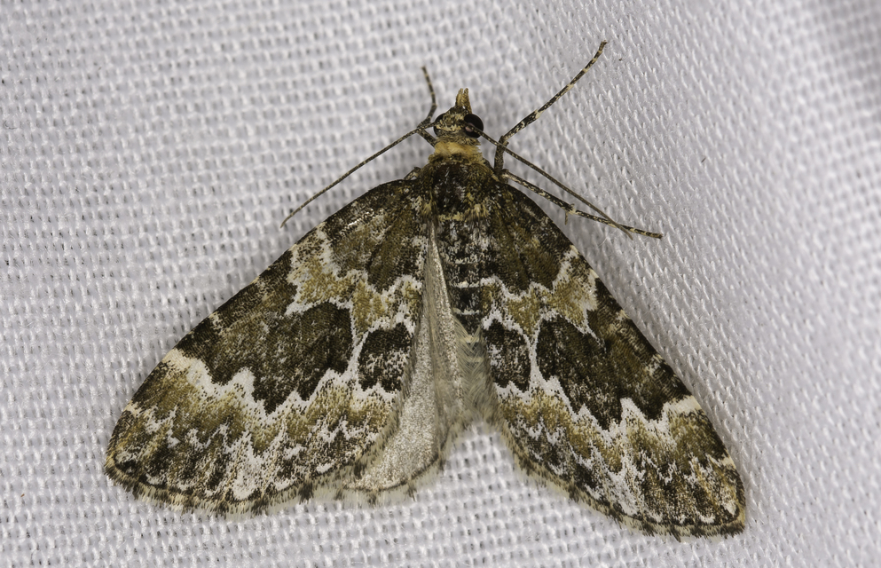 Electrophaes corylata - mogyoró-araszoló