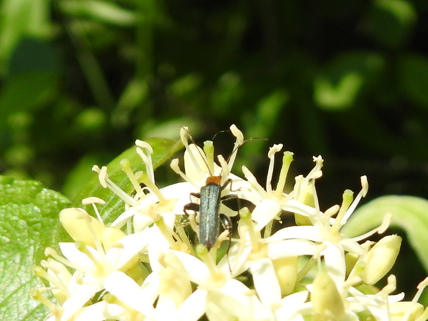 Oedemera croceicollis - pirostorú álcincér