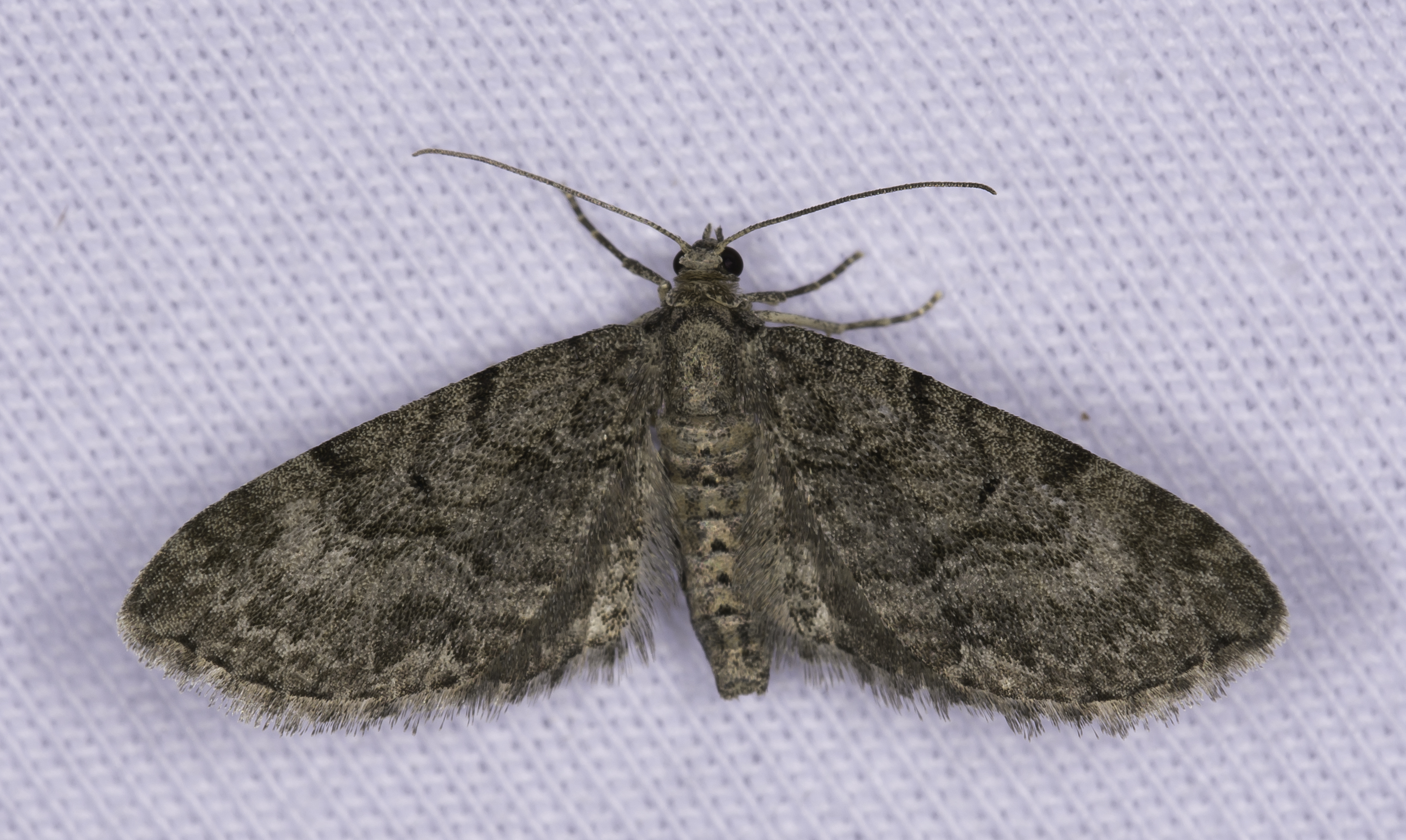 Eupithecia egenaria - hársvirág-törpearaszoló