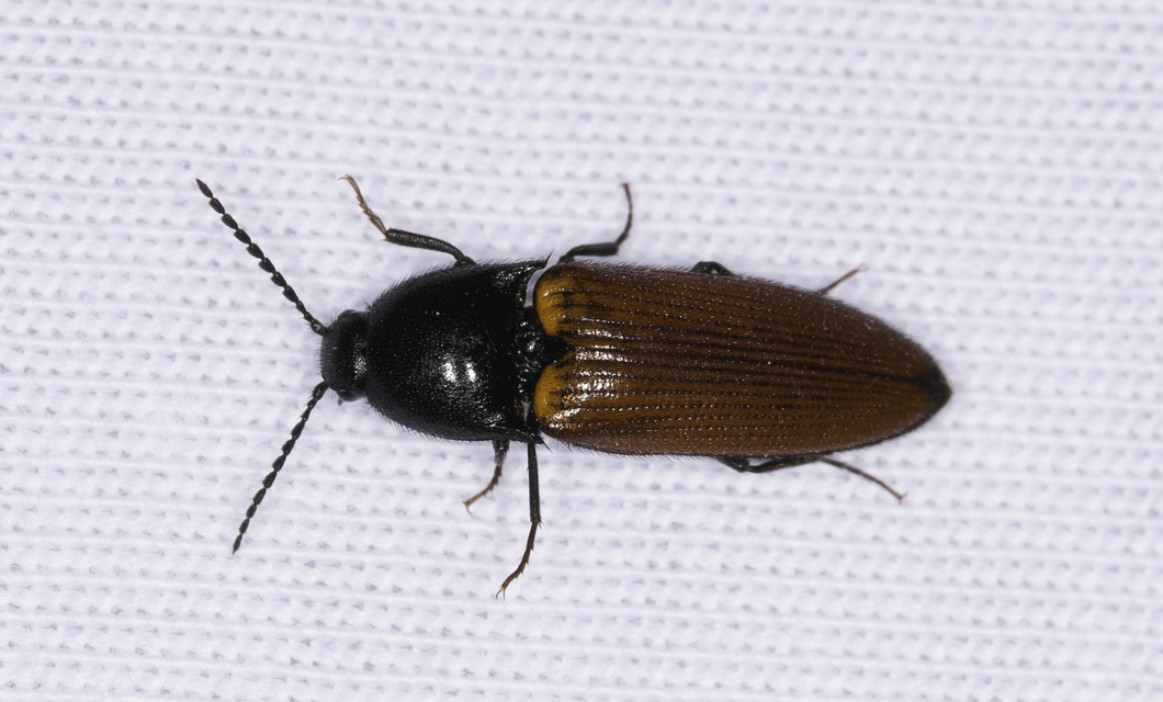 Ampedus