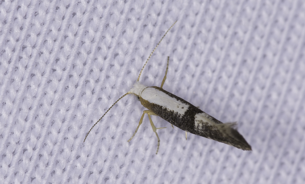 Argyresthia