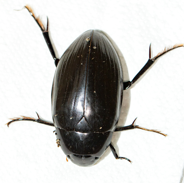Hydrophilus aterrimus - fekete óriáscsibor
