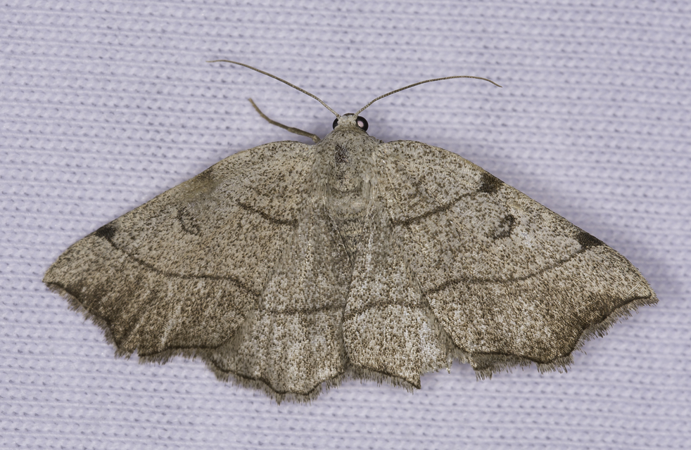 Eilicrinia trinotata - háromjegyű araszoló