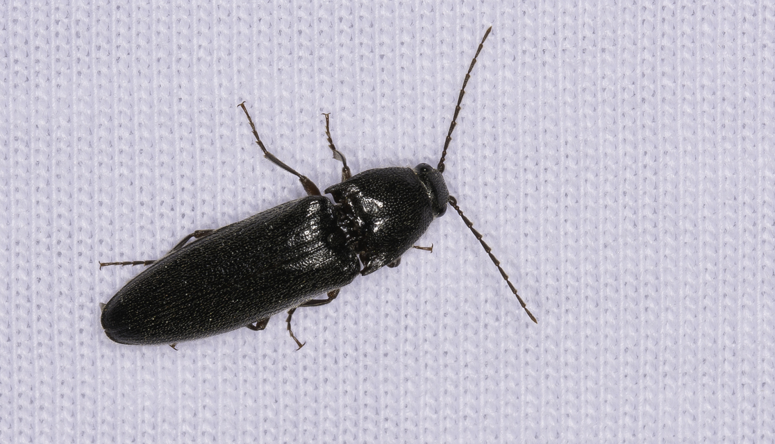 Melanotus