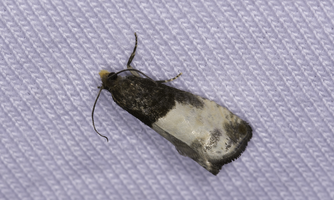 Notocelia cynosbatella - rózsahajtás-tükrösmoly