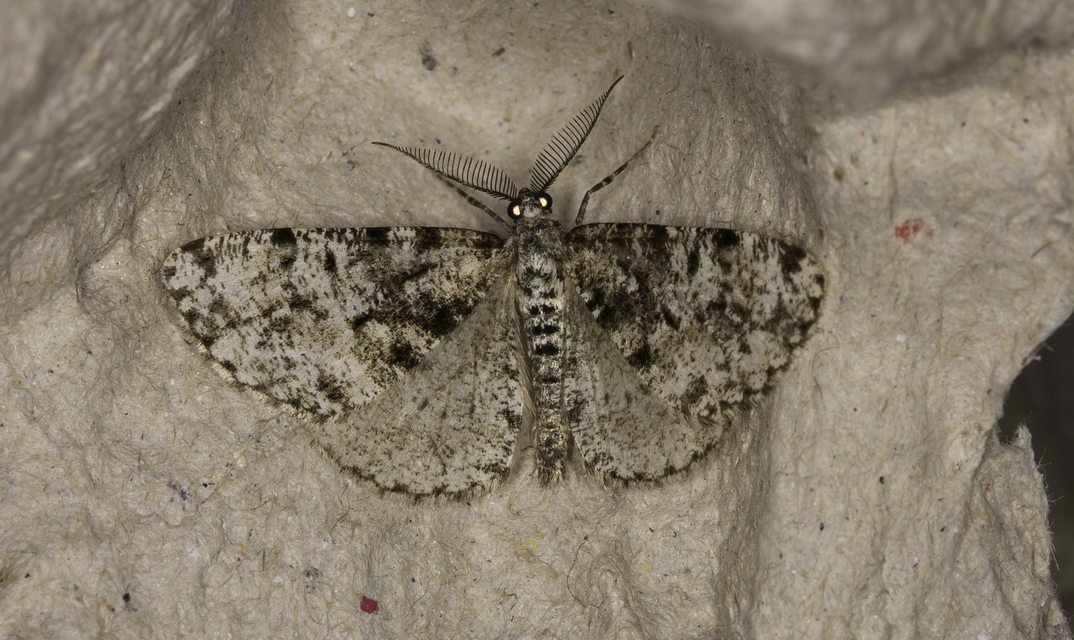 Fagivorina arenaria - bükkfaaraszoló