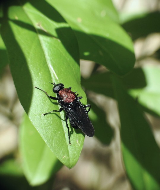 Clitellaria ephippium - tüskéshátú légy