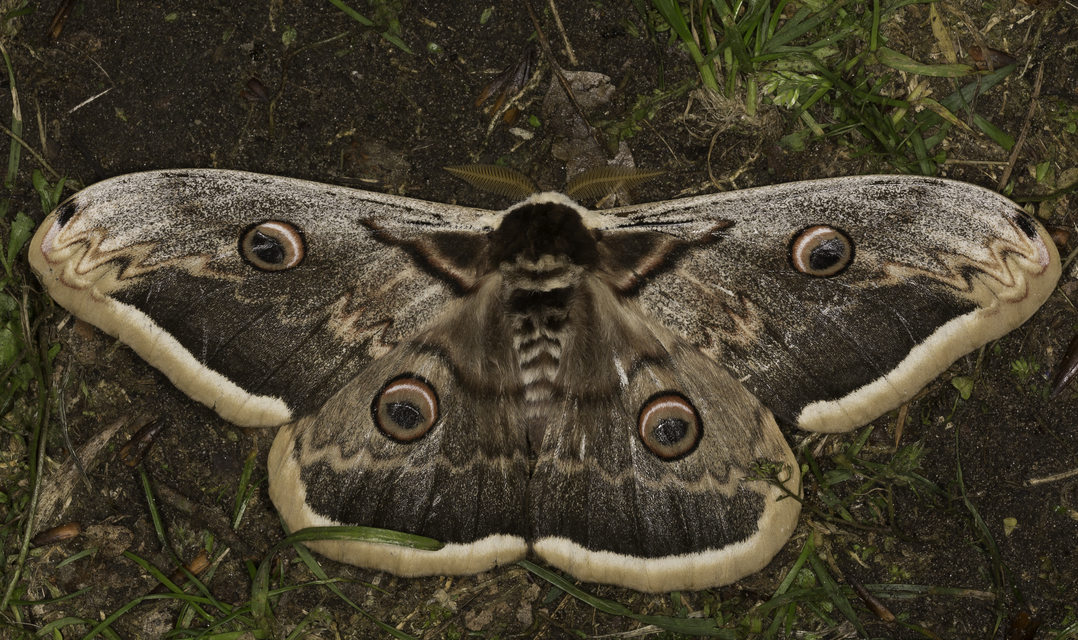 Saturnia pyri - nagy pávaszem