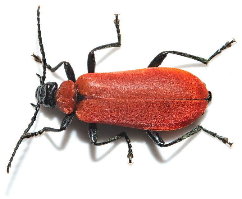 Pyrochroa coccinea - nagy bíborbogár