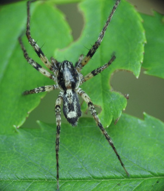 Anyphaena accentuata - jegyespók