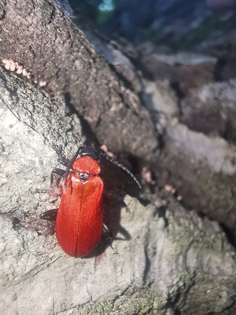 Pyrochroa coccinea - nagy bíborbogár
