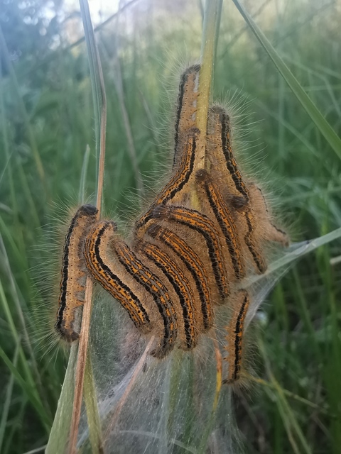 Malacosoma castrensis - kutyatejszövő