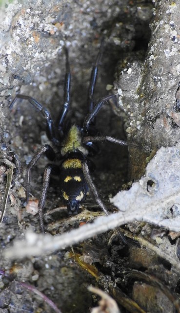 Araneae - Pókok