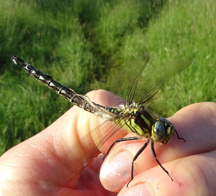 Brachytron pratense - szőrös karcsúacsa
