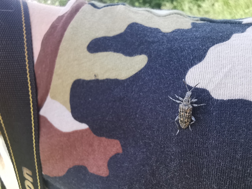 Rhagium inquisitor - fenyves-tövisescincér