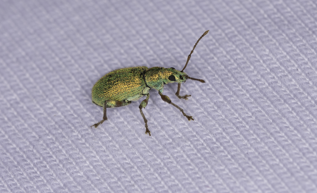 Phyllobius argentatus - ezüstös levélormányos